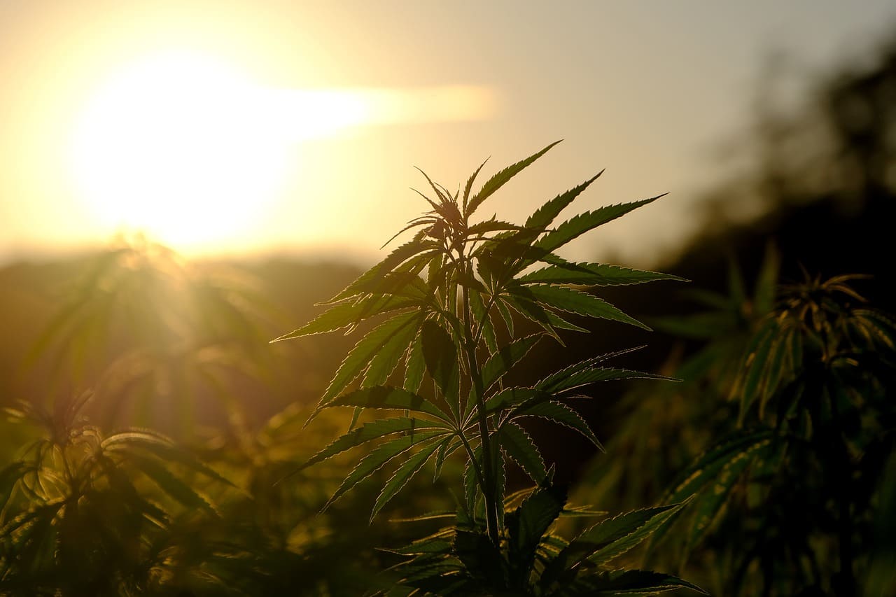 Cannabis At Sunrise, CannaCF